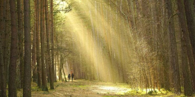 forest-gb73424b18_1920-1-745×475