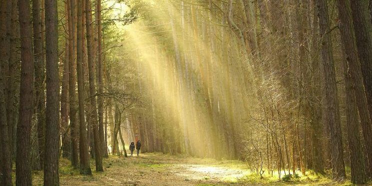 forest-gb73424b18_1920-1-745×475