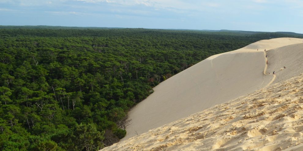 Desert Bosc